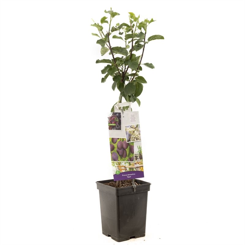 Prunus dom. Opal Patio Blauwe pruim, D 18