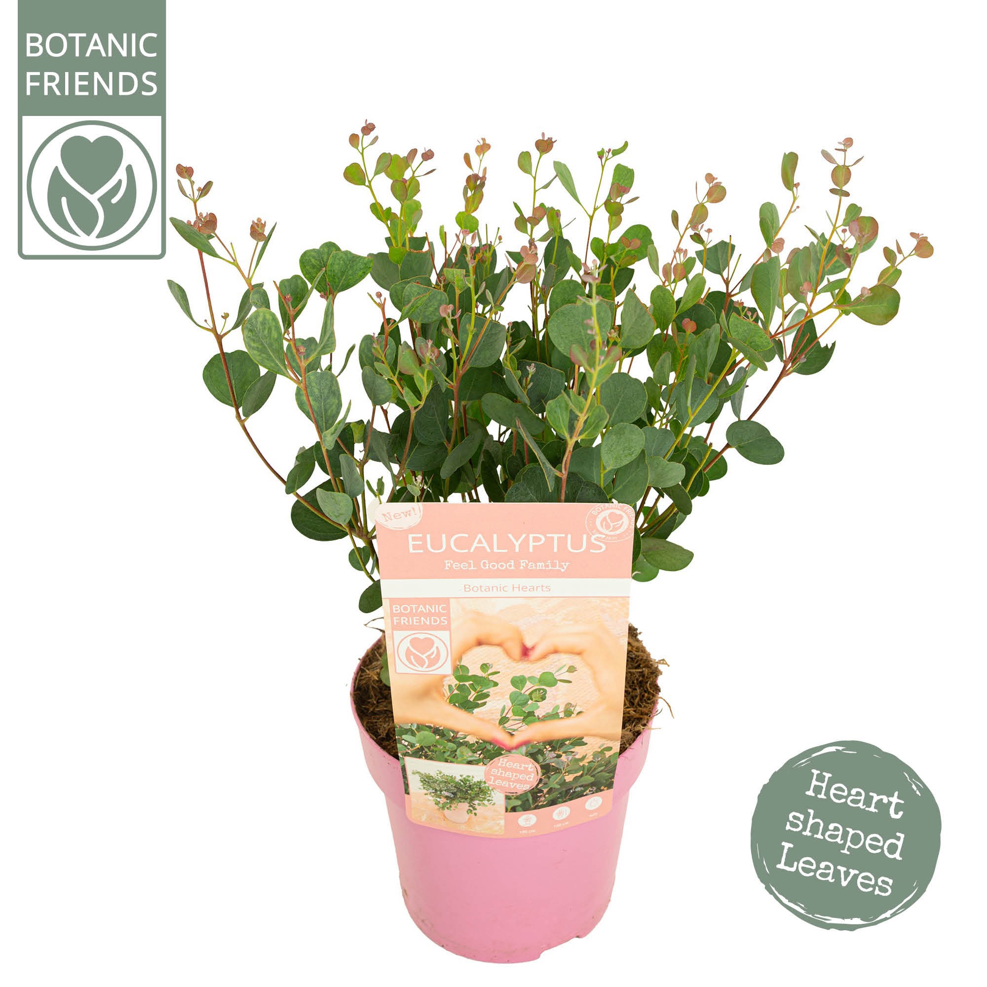 Eucalyptus websteriana 'Botanic Hearts', D 15