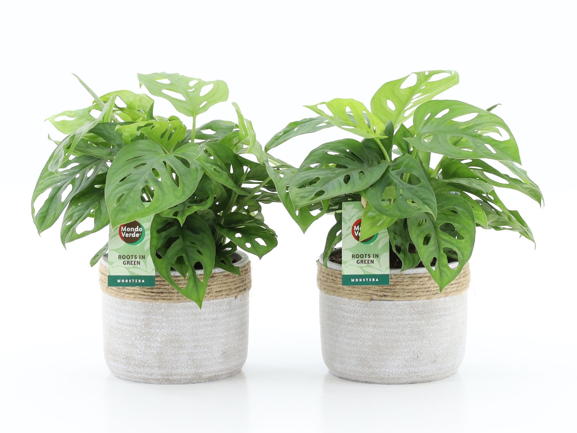 Monstera Adansonii in Sturdy, D 13