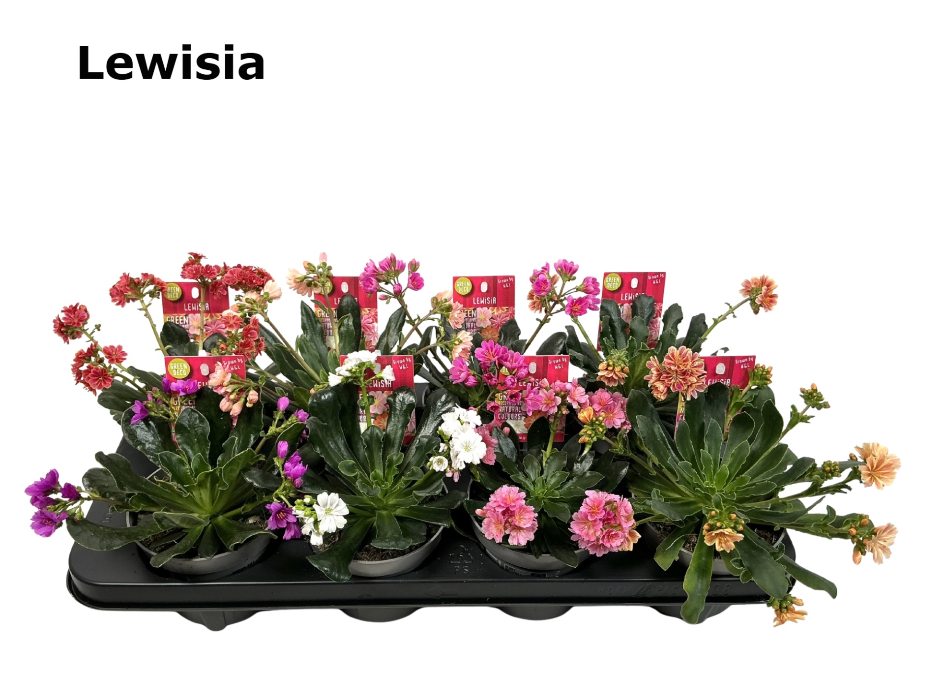 Lewisia Mountain Dreams 12cm gemengd, D 12