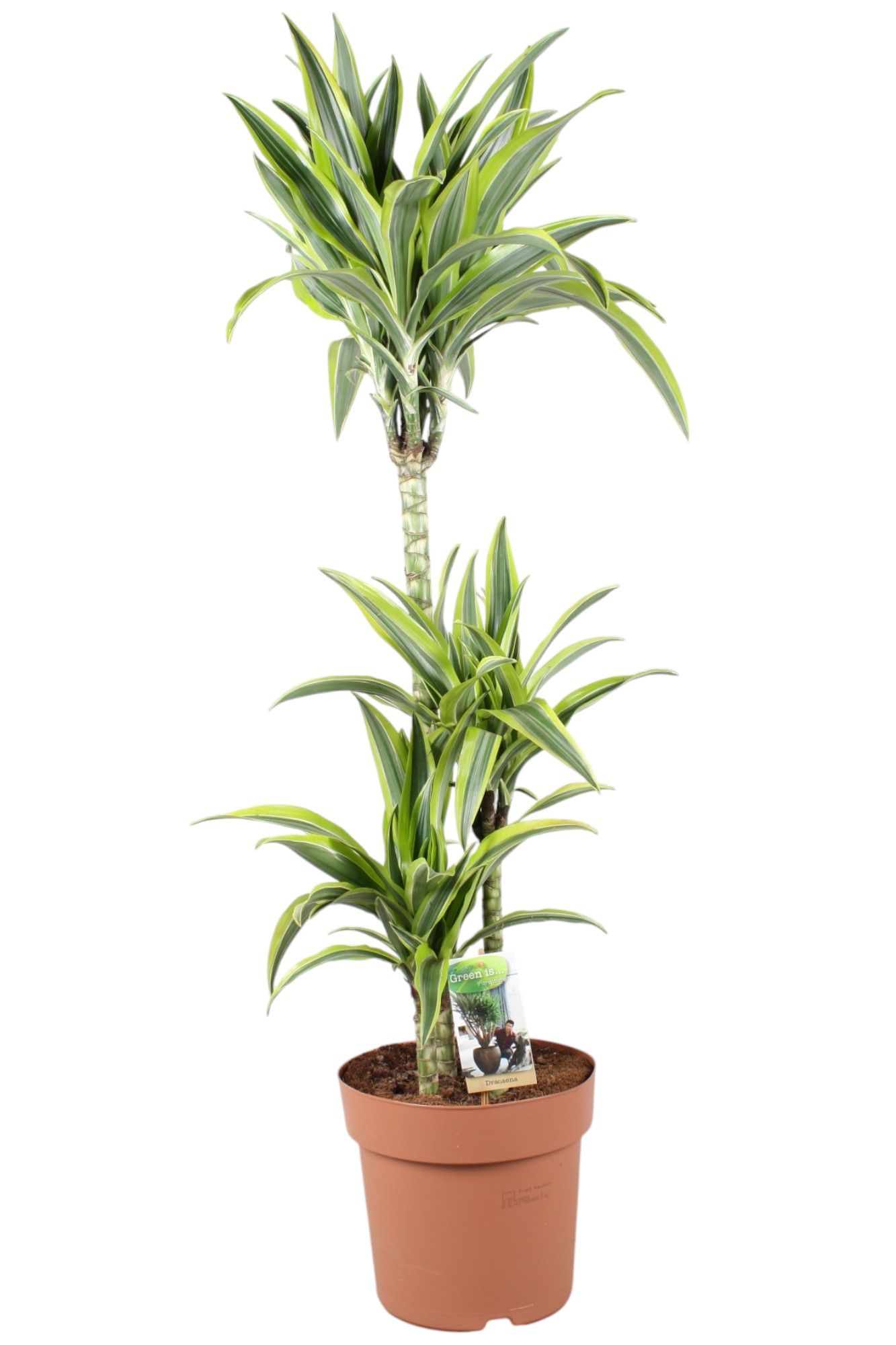 Dracaena Lemon Lime 75-35-15 (p24), D 24