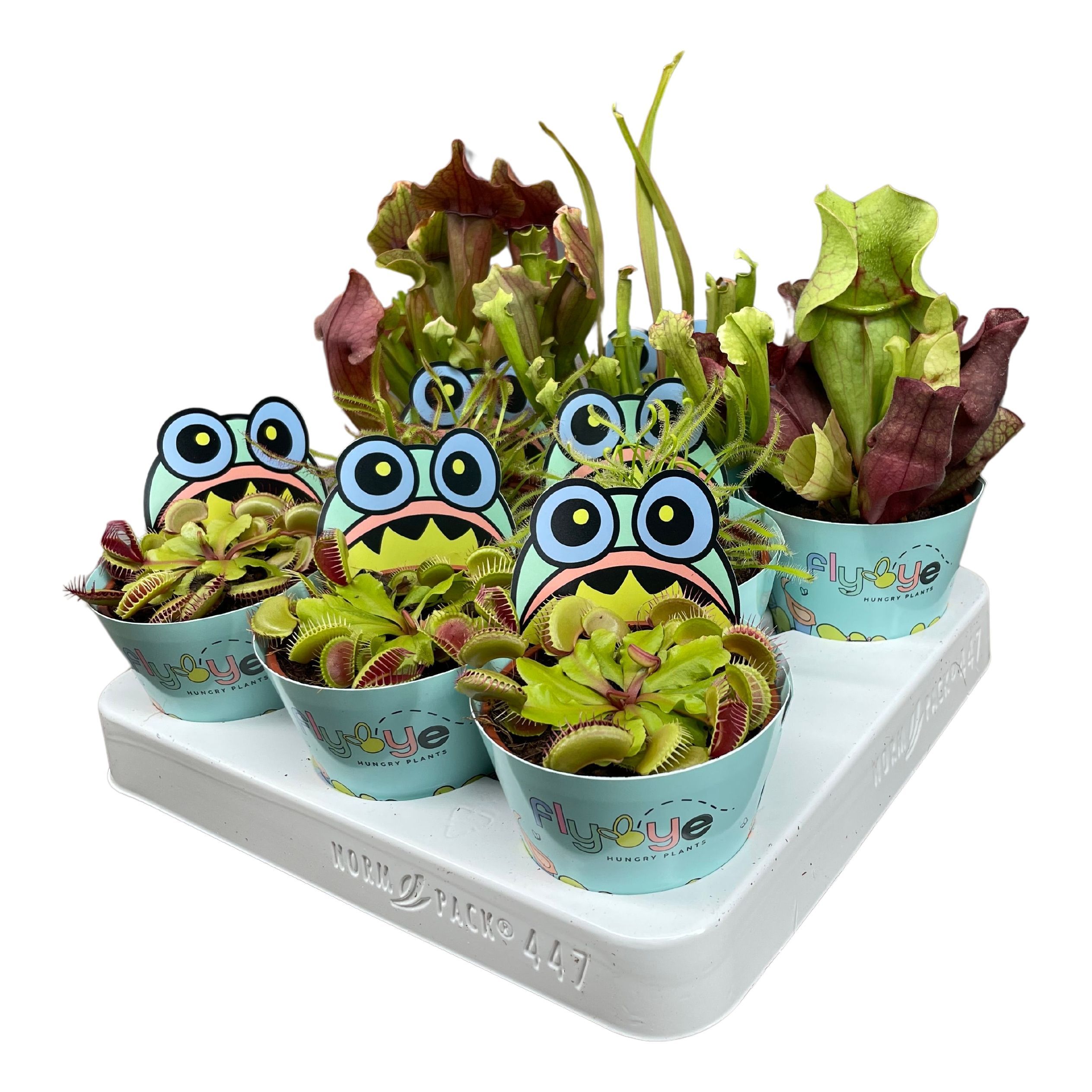 Vleesetende planten mix 8,5 cm in Flybye potcover, D 8,5