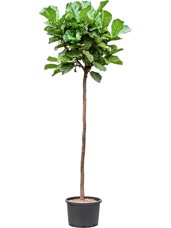 Ficus lyrata, D 42