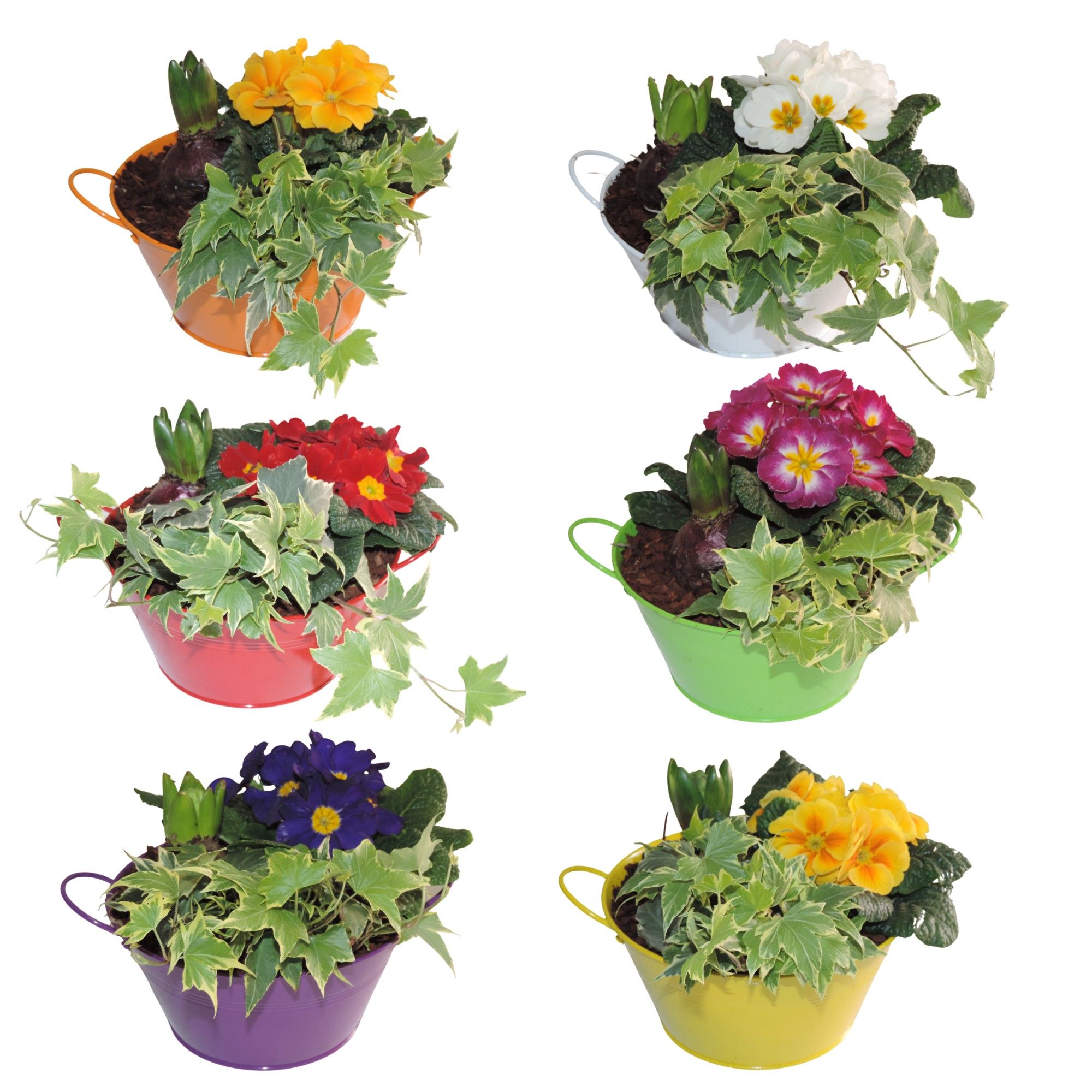 Arrangement Early Spring Specials Hyacint in Zinken Schaal 18 cm Gemengd, D 18
