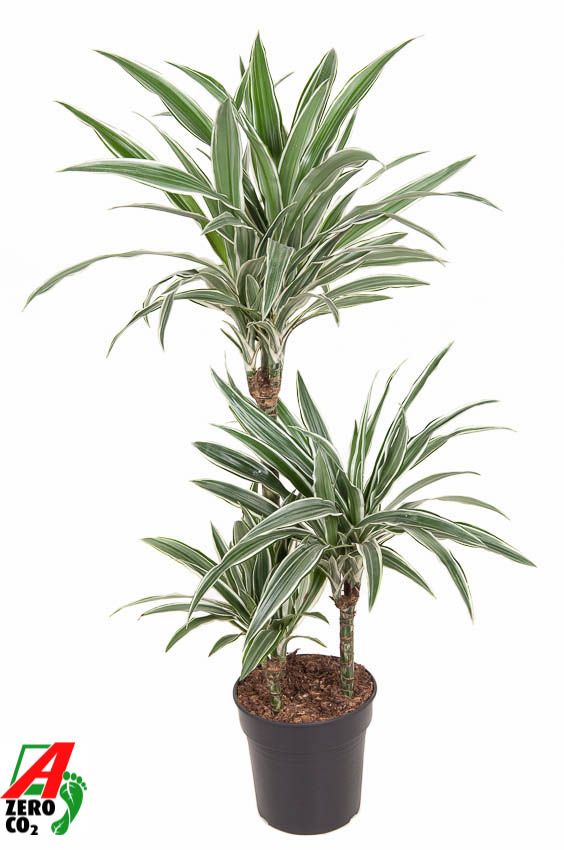 Dracaena White Stripe 60-30-15, D 21