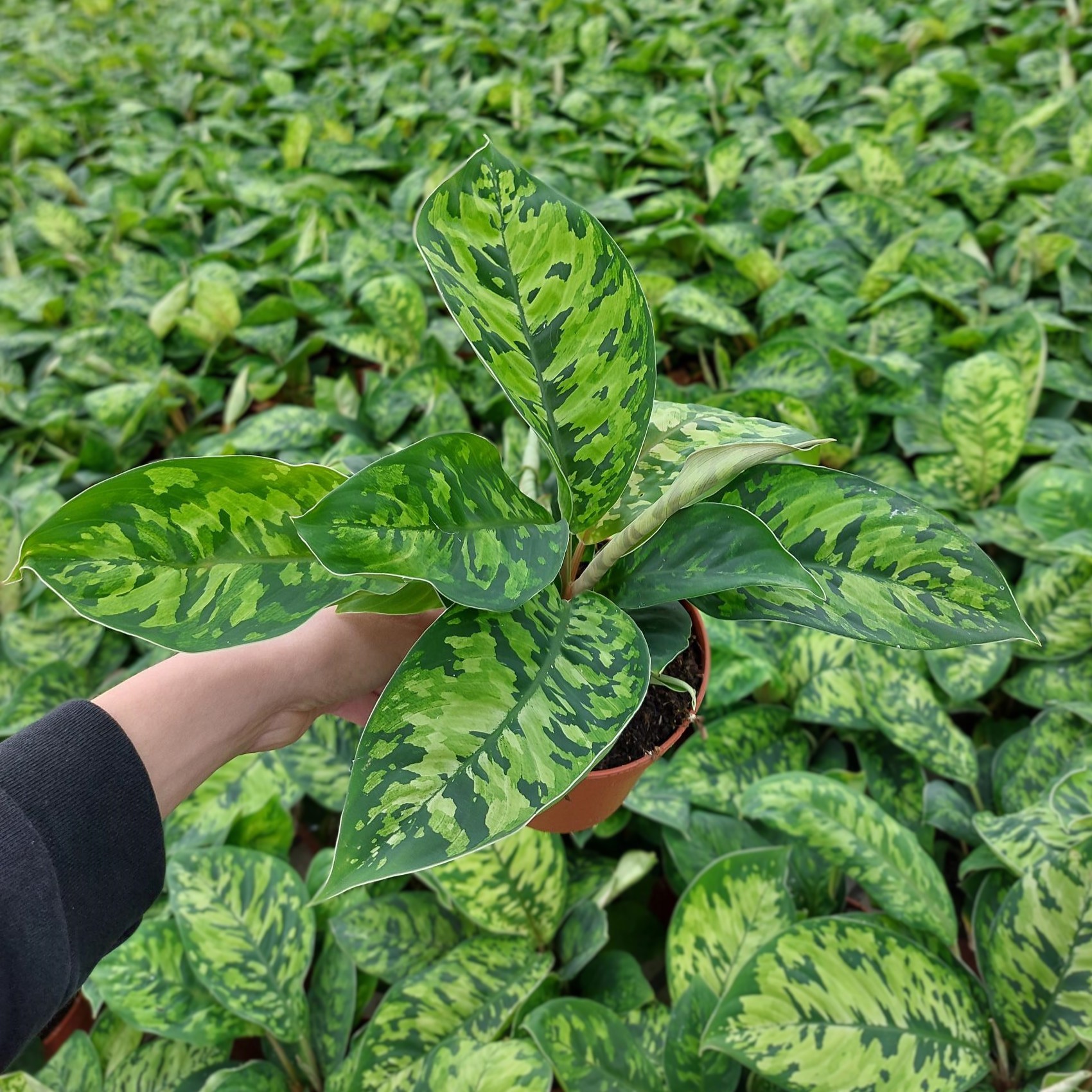 TDM P12 : Homalomena Wallisii 'Camouflage', D 12