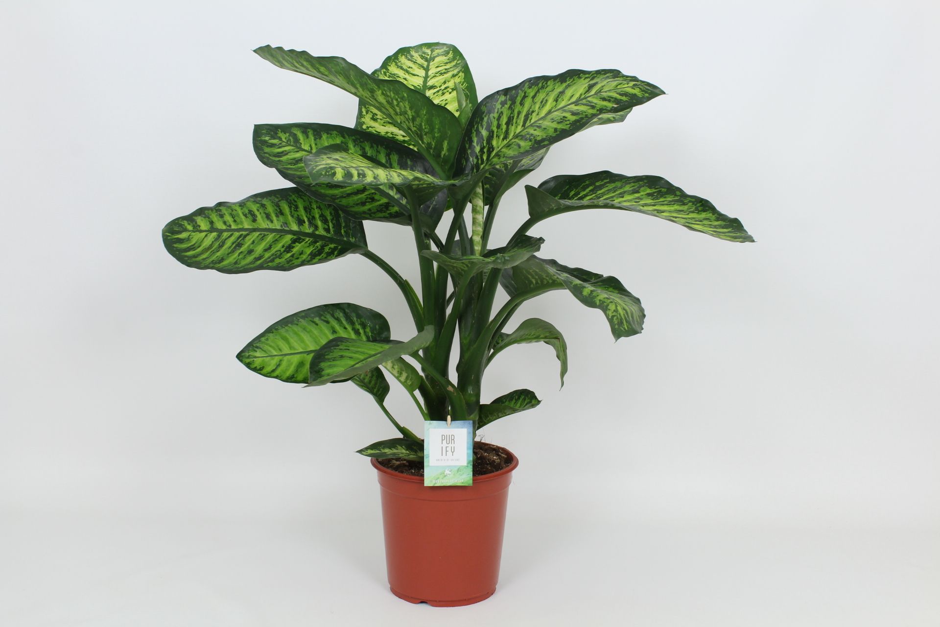 Purify Dieffenbachia Maroba 24 cm, D 24