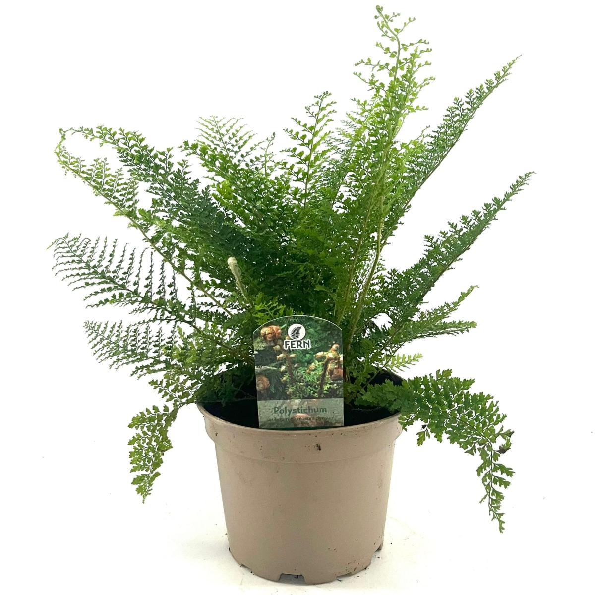 Polystichum set. 'Plumoso-densum', D 17