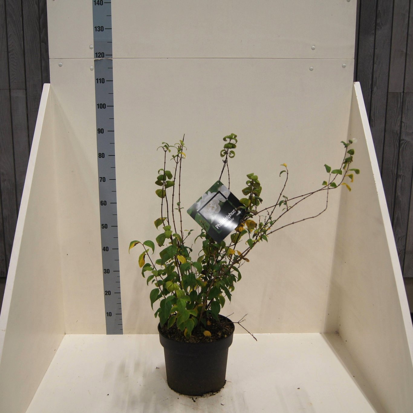 Philadelphus 'Snowbelle', D 28