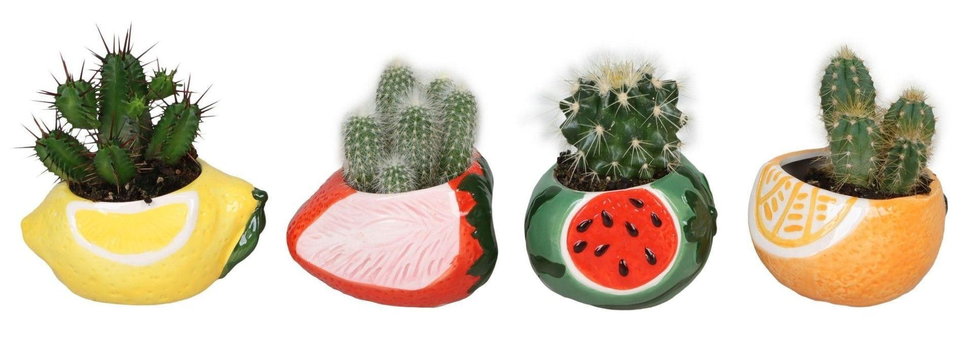 L 66682 with Cactus Mix 6 cm, D 6