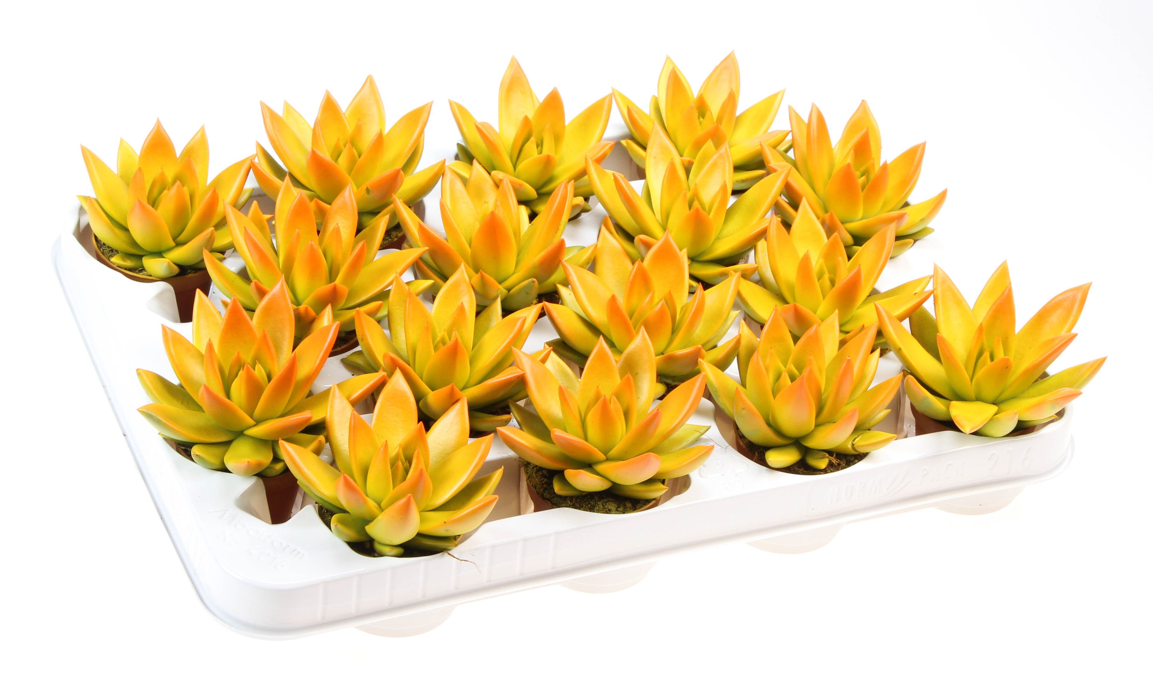 Rainbow bicolor yellow + orange point, D 6