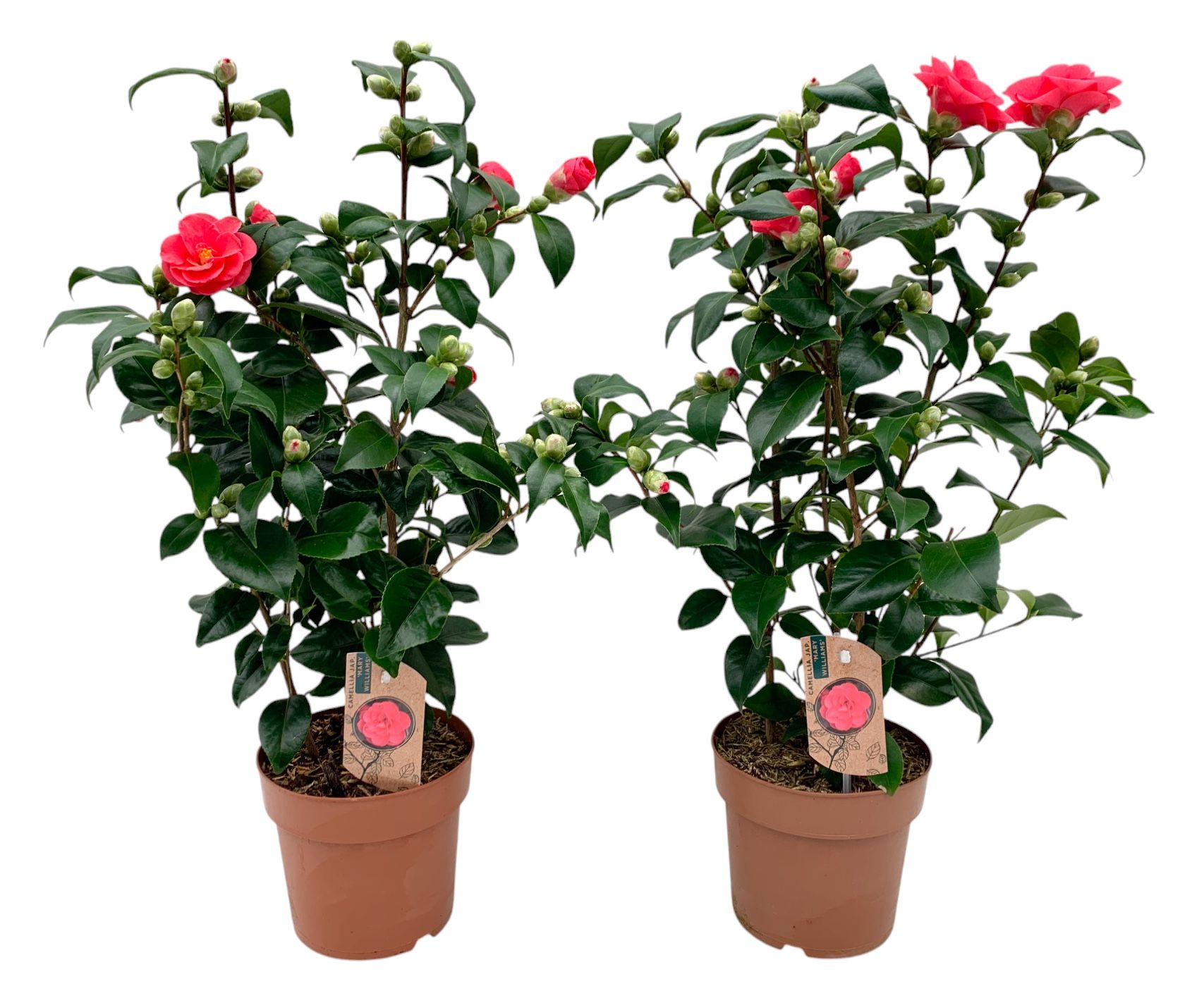 Camellia Japonica Mary Williams 25+ knoppen, D 17