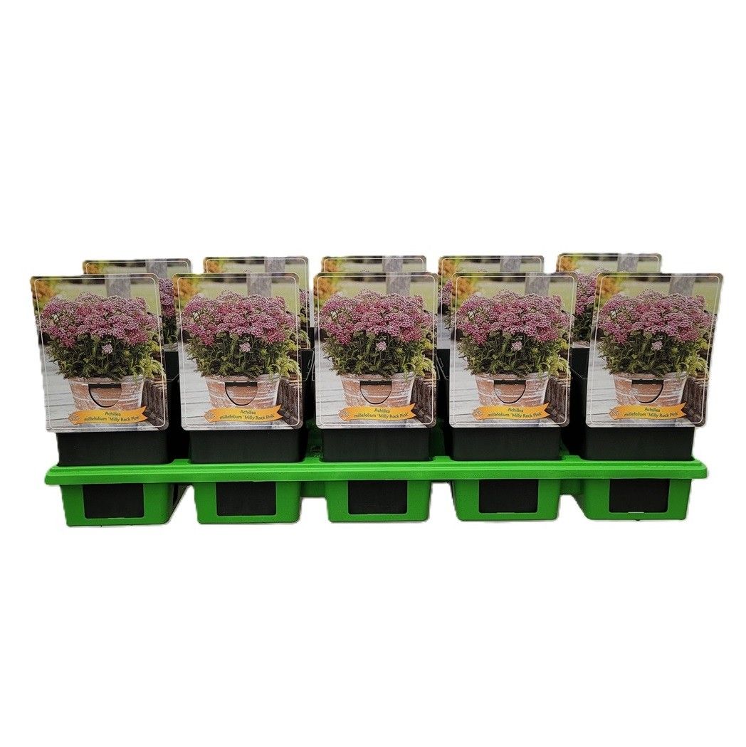 Achillea millefolium 'Milly Rock Pink' P11, D 11