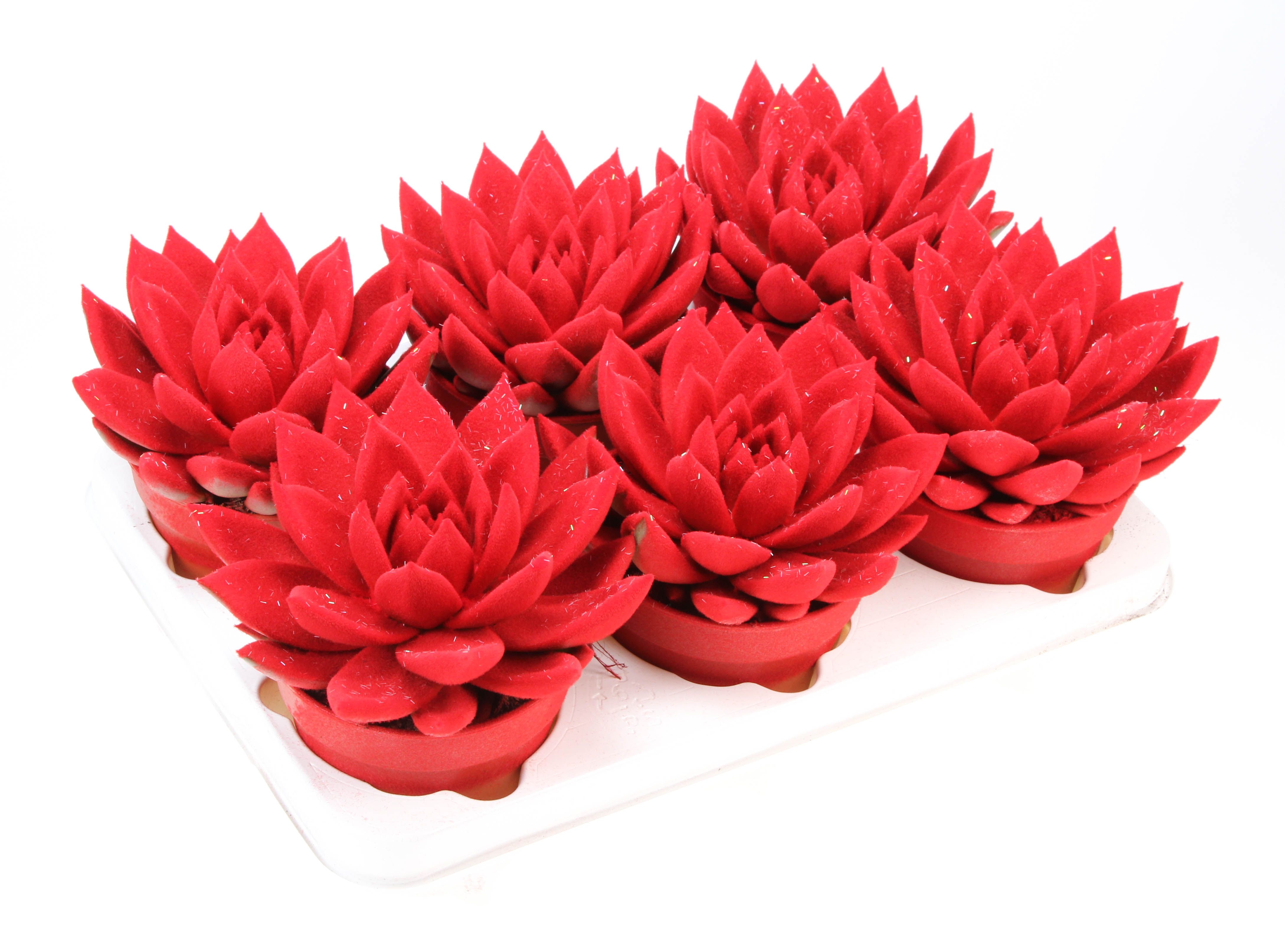 Velvet rood + glitter, D 12