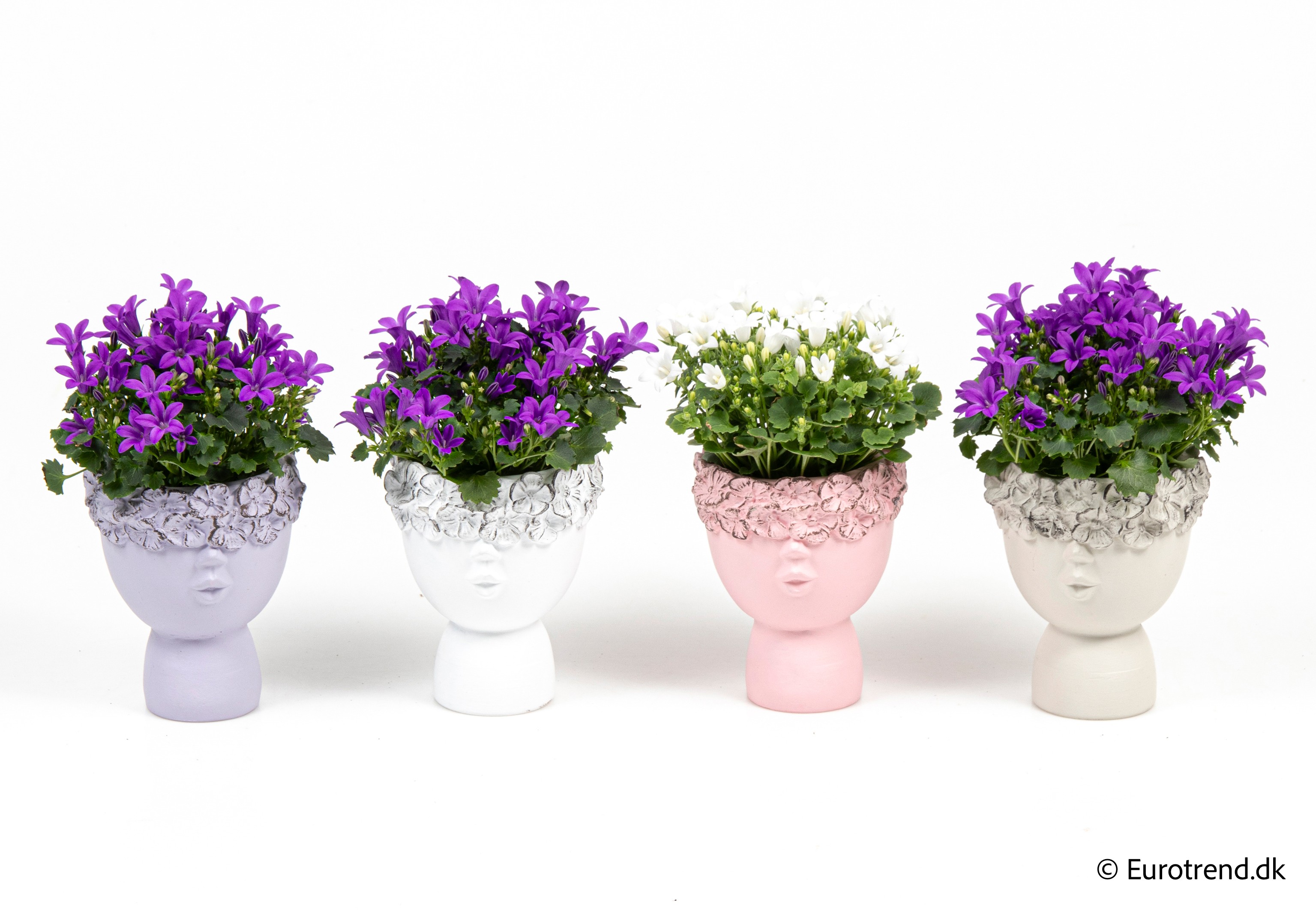 Campanula in Valentine ceramic 2026, D 6