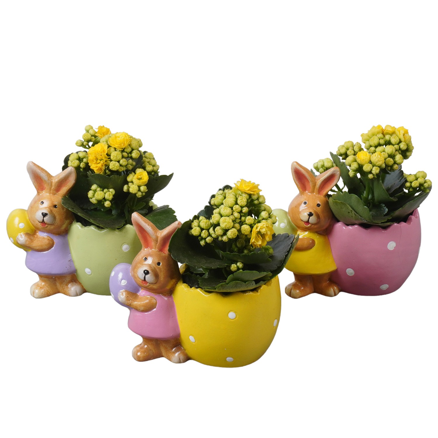 PTPB6500 Arrangement Easter in terracotta pot, D 13