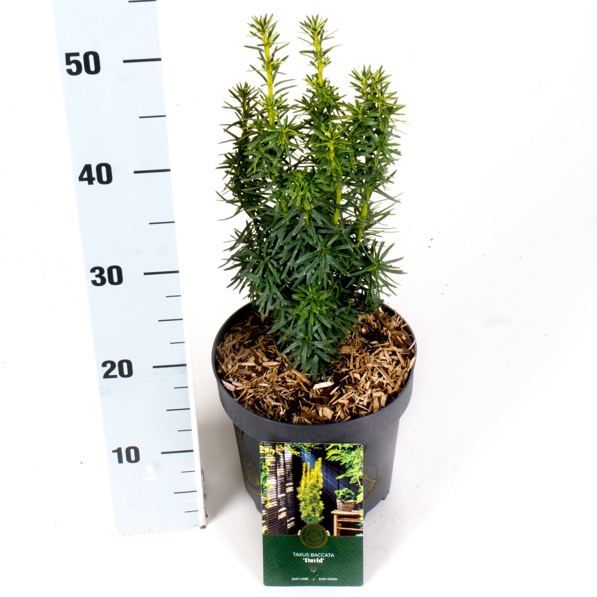 Taxus b. 'David', D 18