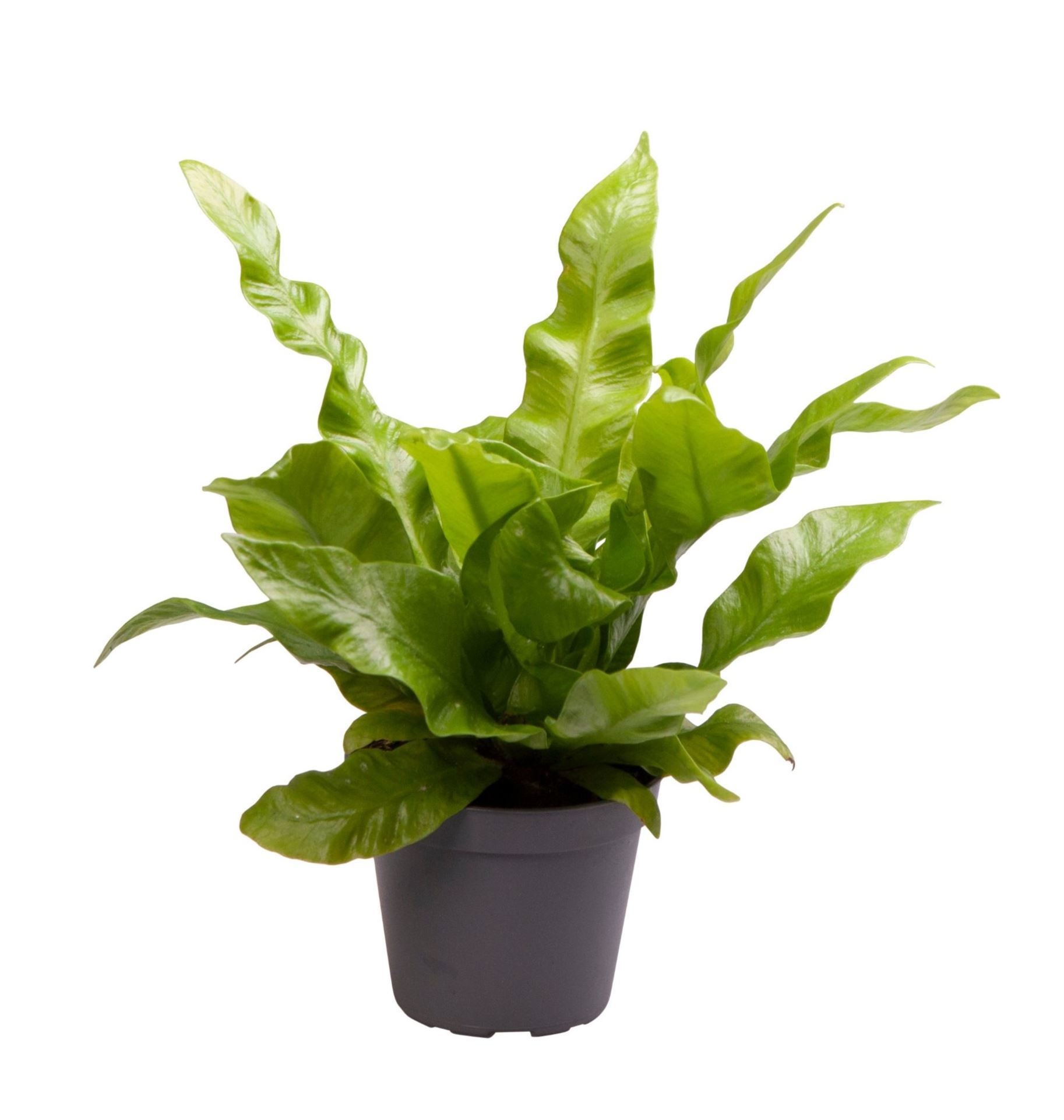 Asplenium Crispy Wave�, D 6