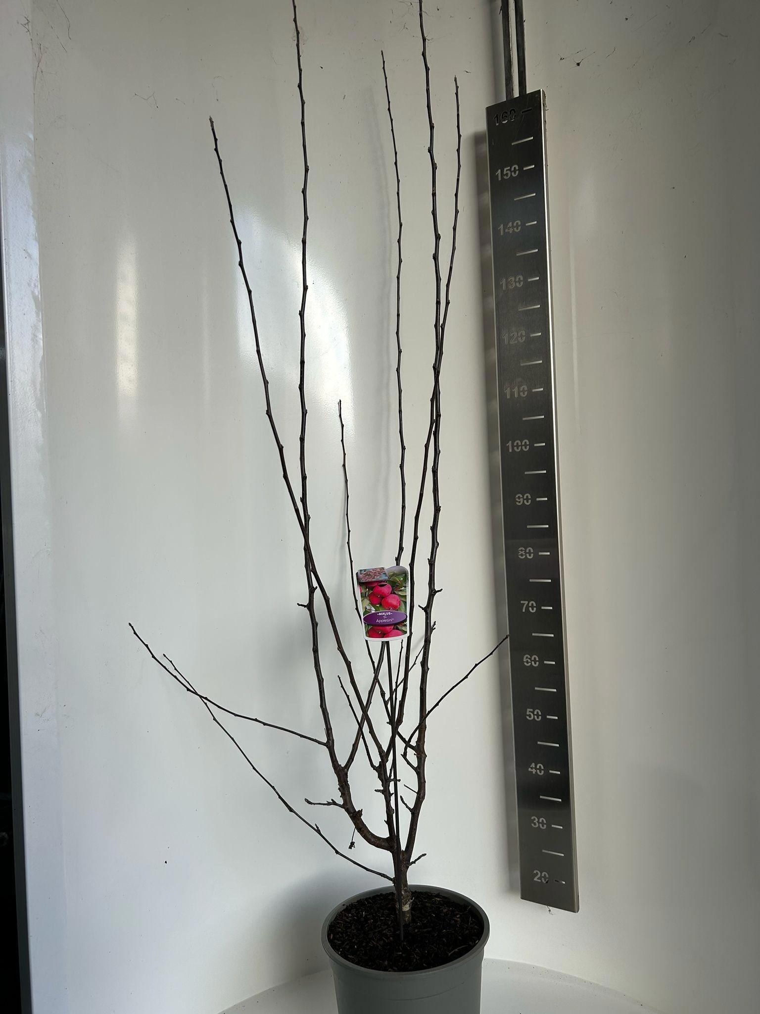 Malus transitoria Appletini, D 29