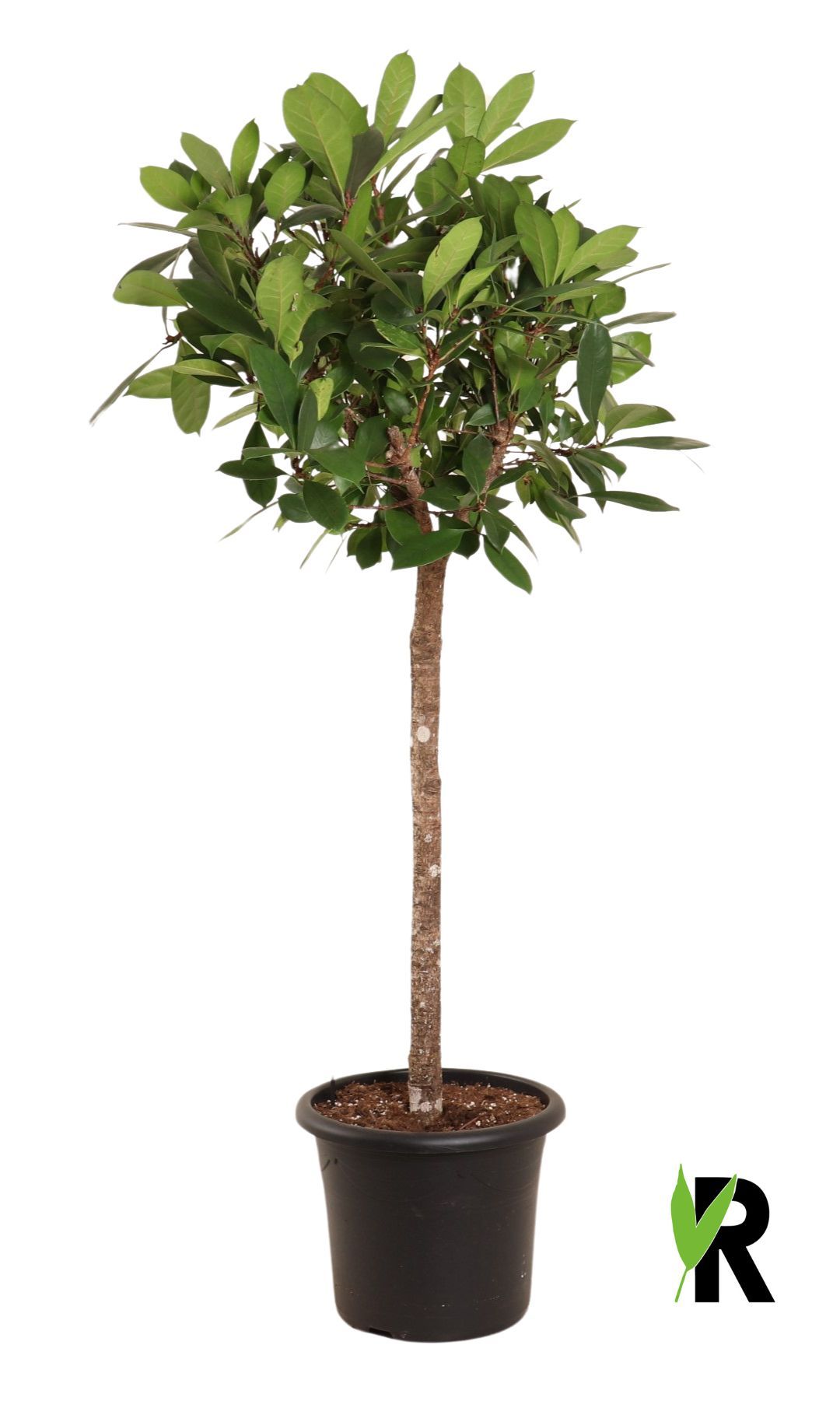 Ficus Cyathistipula op stam, D 40