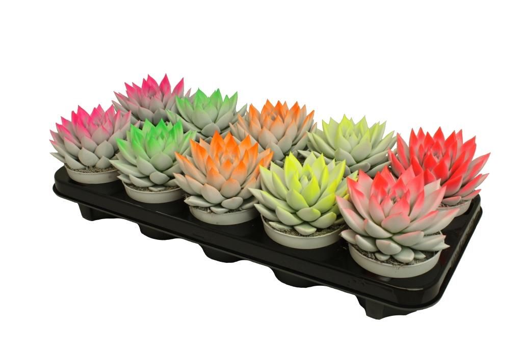 Miranda bicoloured neon mix, D 10,5