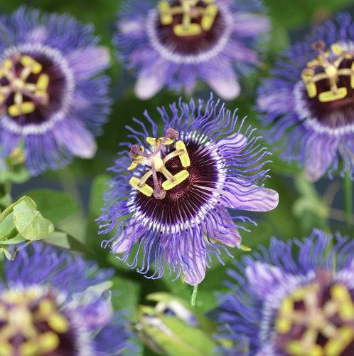 Passiflora 'Purple Rain' +3.0 label, D 11