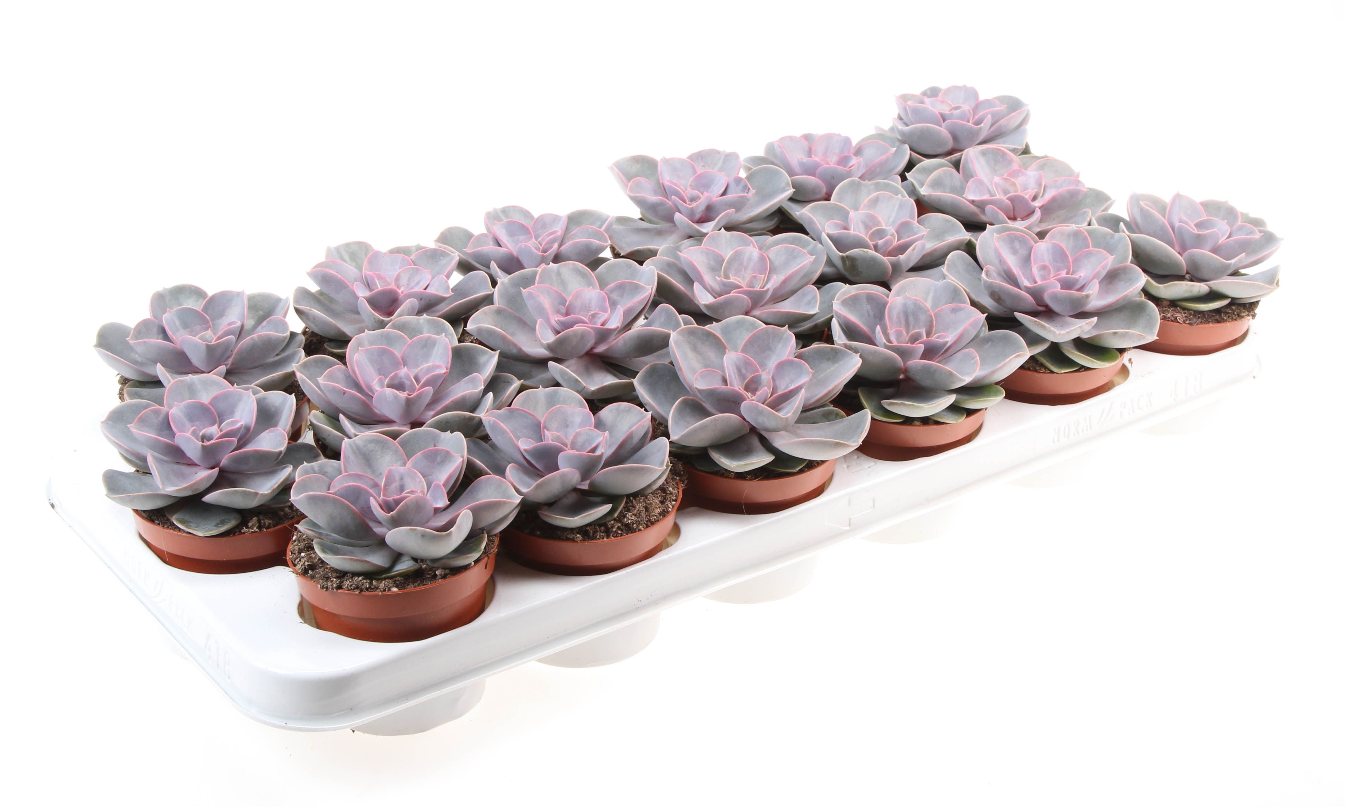Echeveria Perle Von Nurnberg, D 8,5