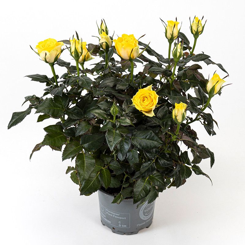 Rosa Sunflare Kordana Grande, D 10,5