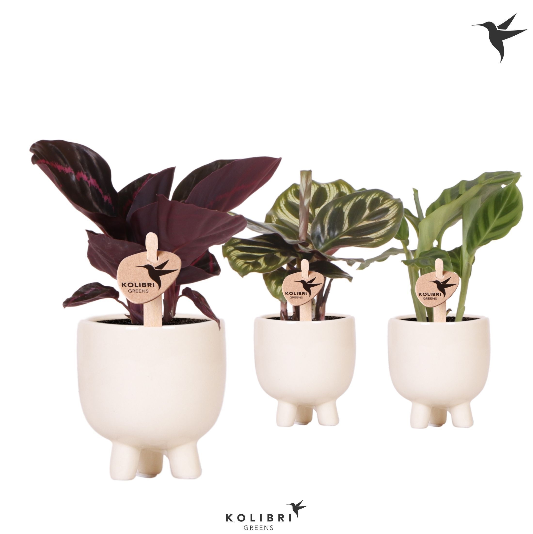 Kolibri Greens Calathea mix in Gummy pot travertine, D 6