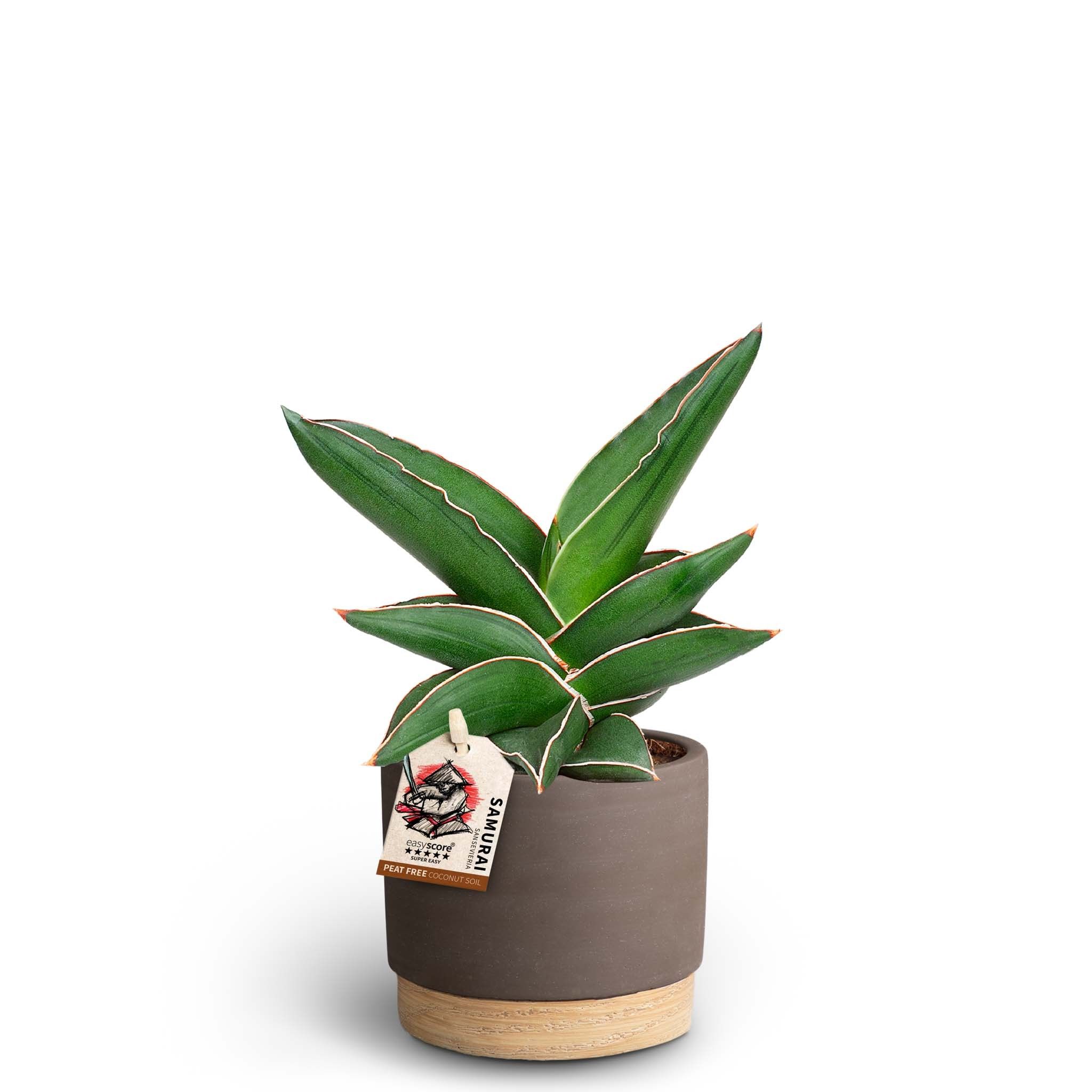 Woodbase Mocca, Sansevieria Samurai, D 10
