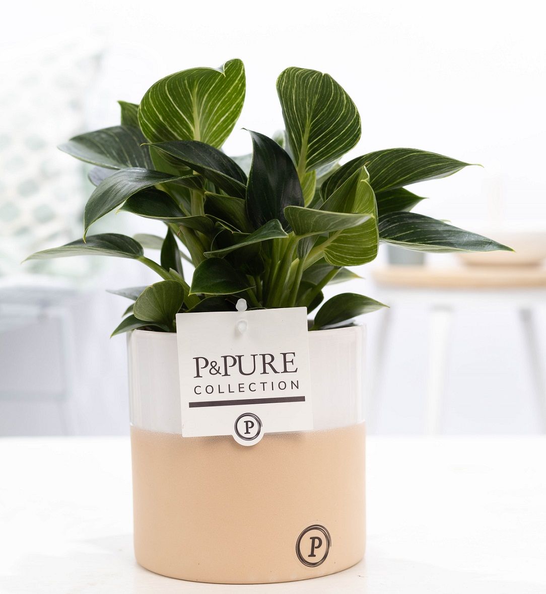 Philodendron White Wave in P&PURE Rosy ceramics, D 12