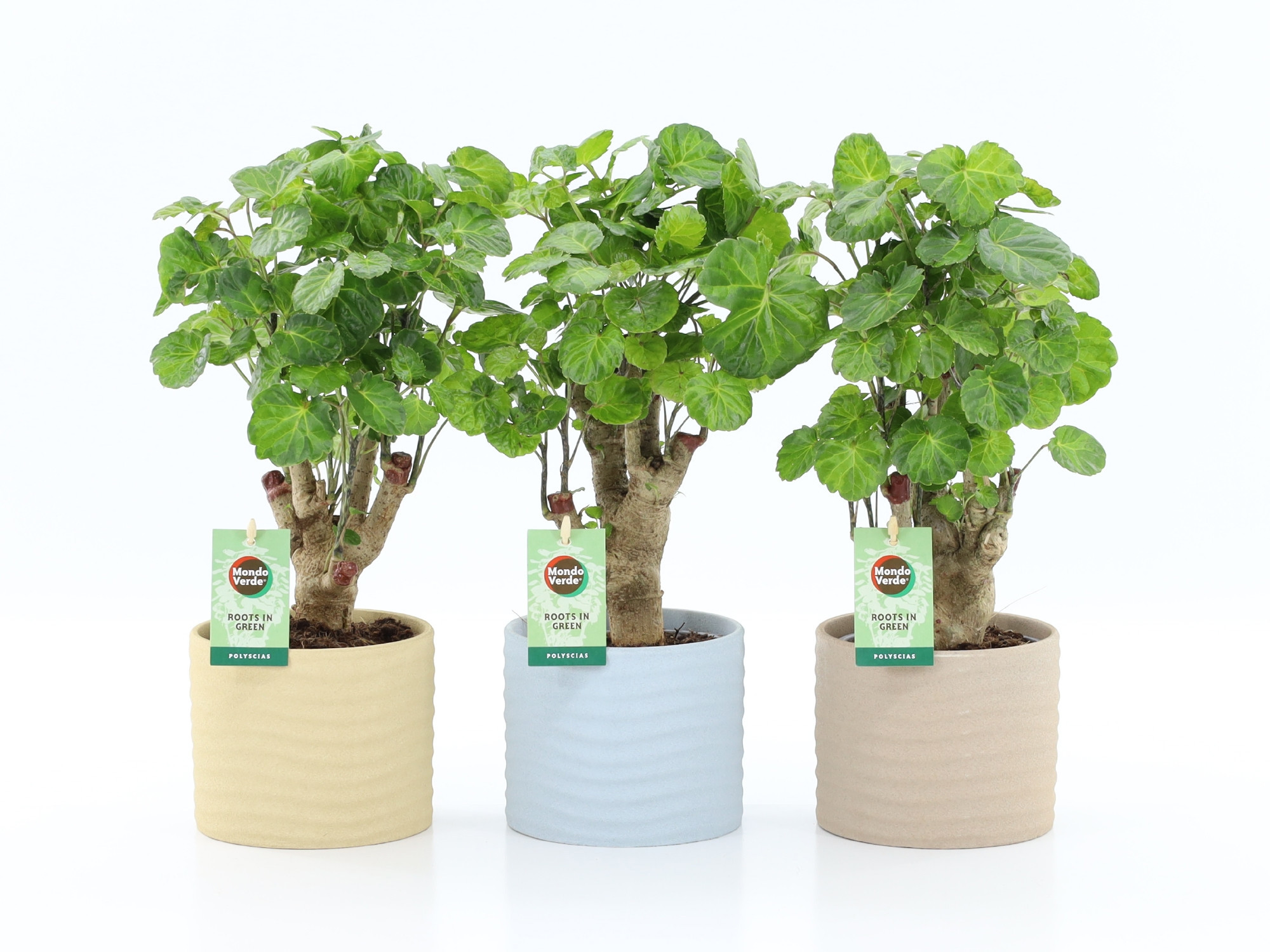 Polyscias Green Lemon in Ibiza keramiek, D 13