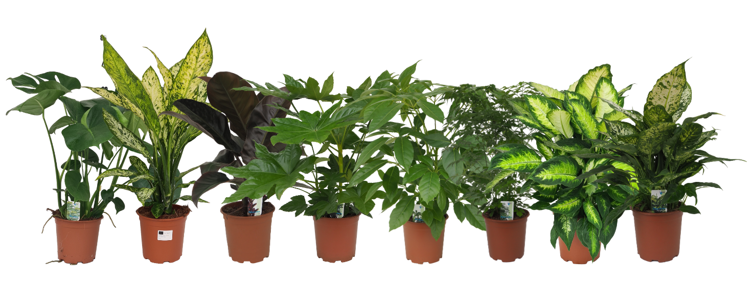 Mix 11 (Monstera, Dieffenbachia Vesuvius / Camilla / Compacta, Philo Imp. Red, Fatsia, Schefflera Amate, Radermachera), D 19