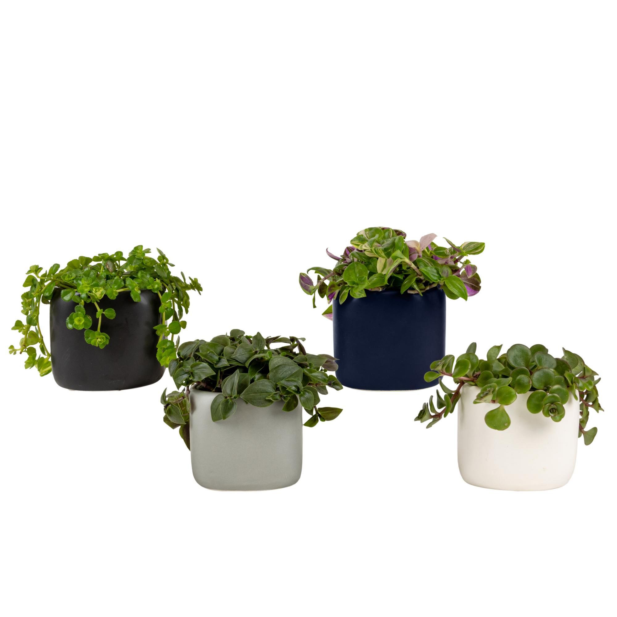 Sydney with Compact Foliage, D 6