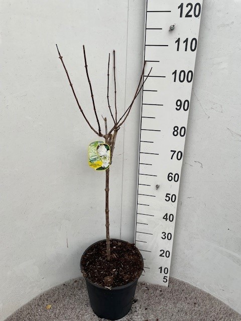 Hydrangea pan. Magical Mont Blanc 60 stam P28 C10, D 28