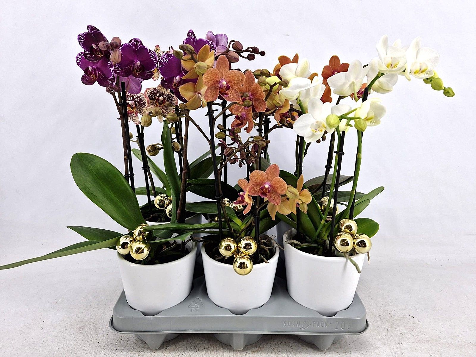 Multiflora P12 Mix 2 spike in Zoë + Christmas Balls, D 12 cm