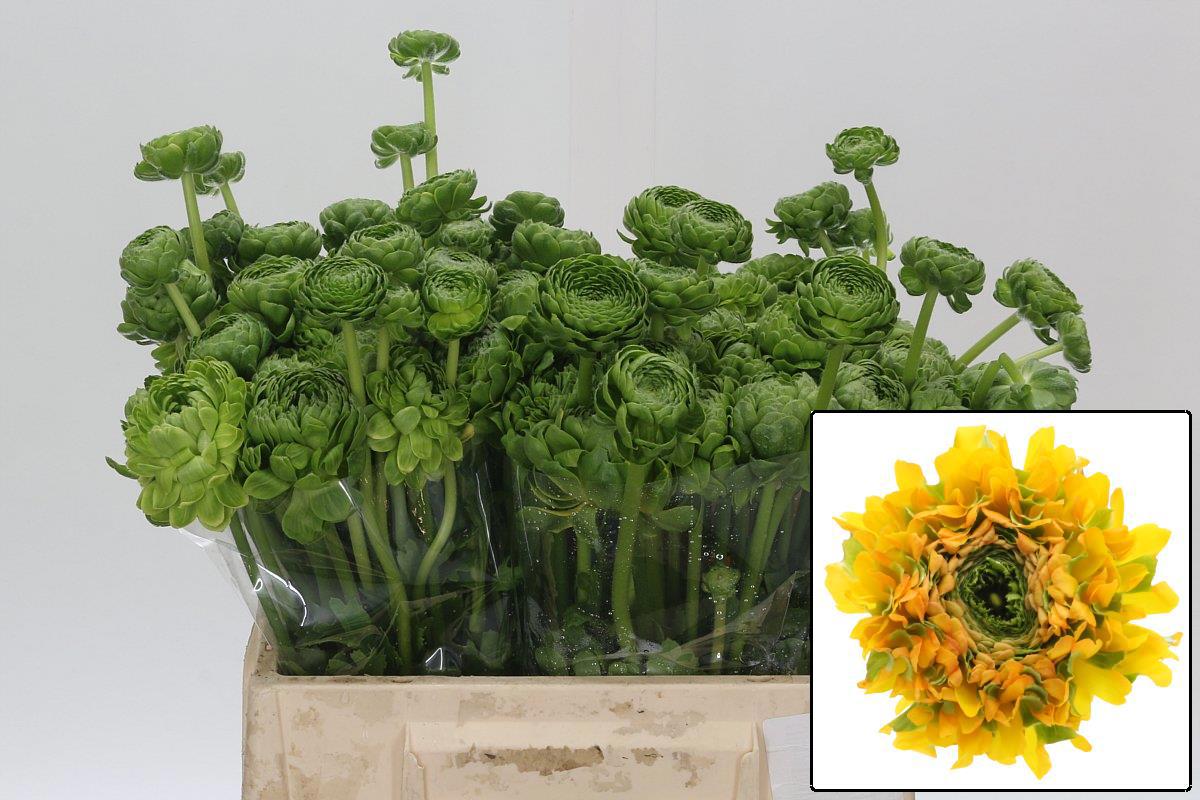 Ранункулус Пон Пон Мерлино 40, шт.