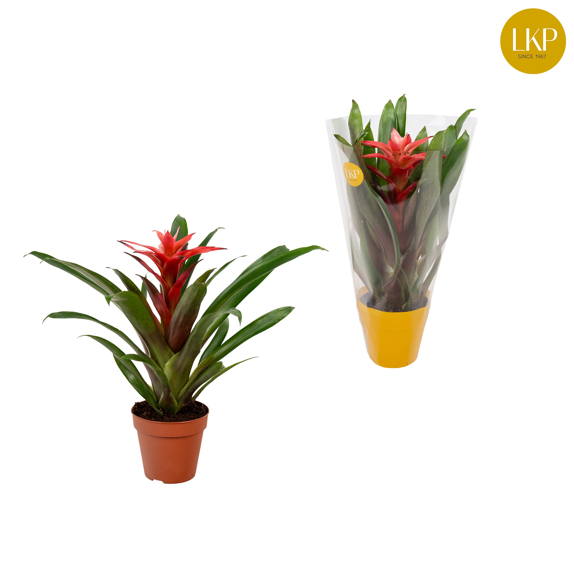 Guzmania Libby Roze (Met Hoes), D 10,5