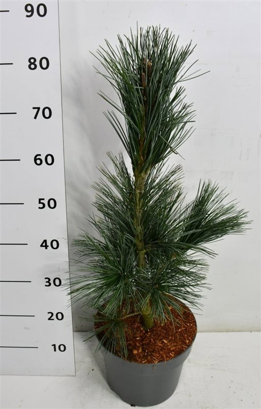 Pinus flex. 'Vanderwolf's Pyramid', D 26