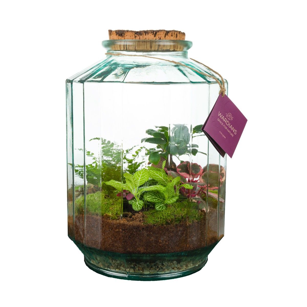Wardians Terrarium - Strepe, D 25