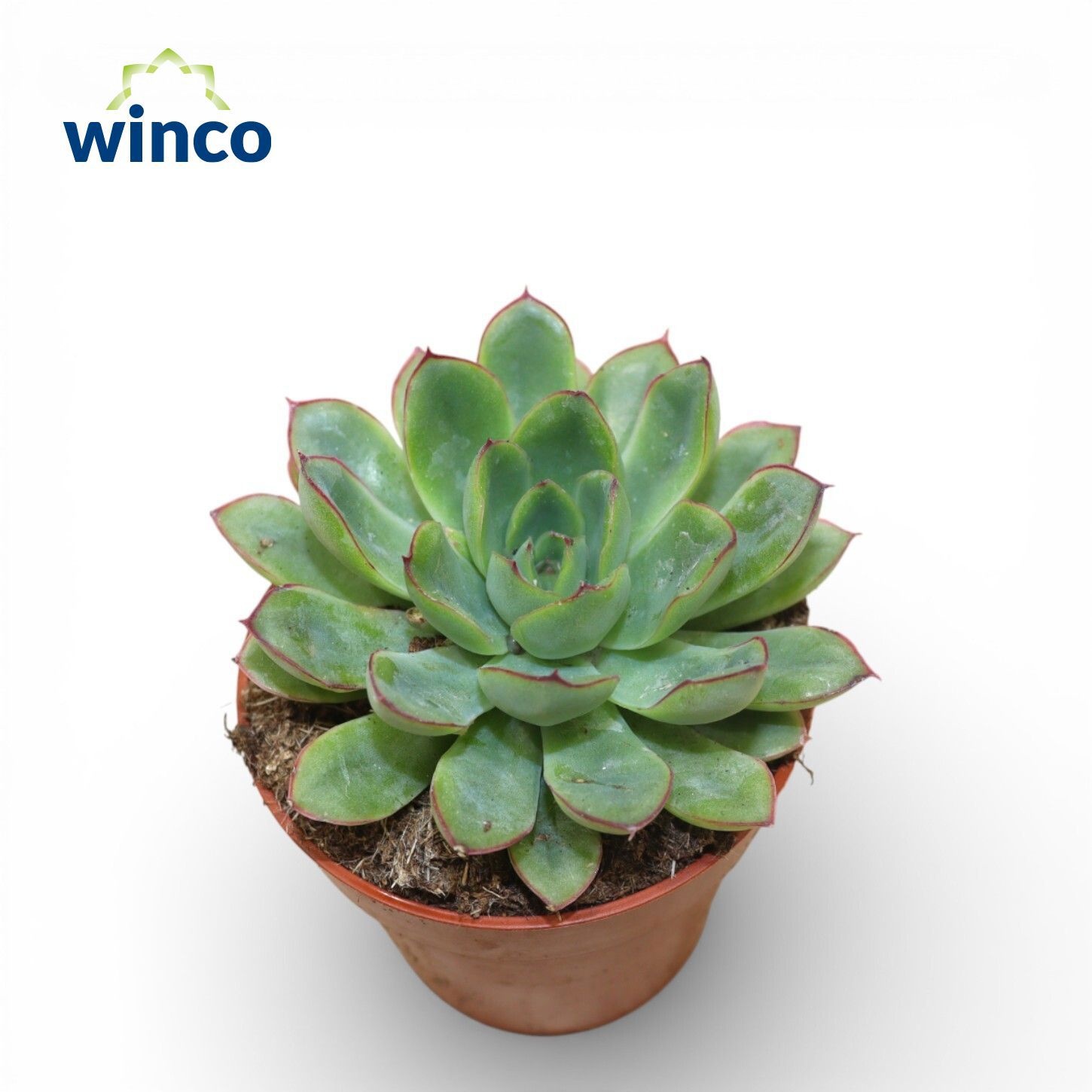 Echeveria Rondo, D 8,5