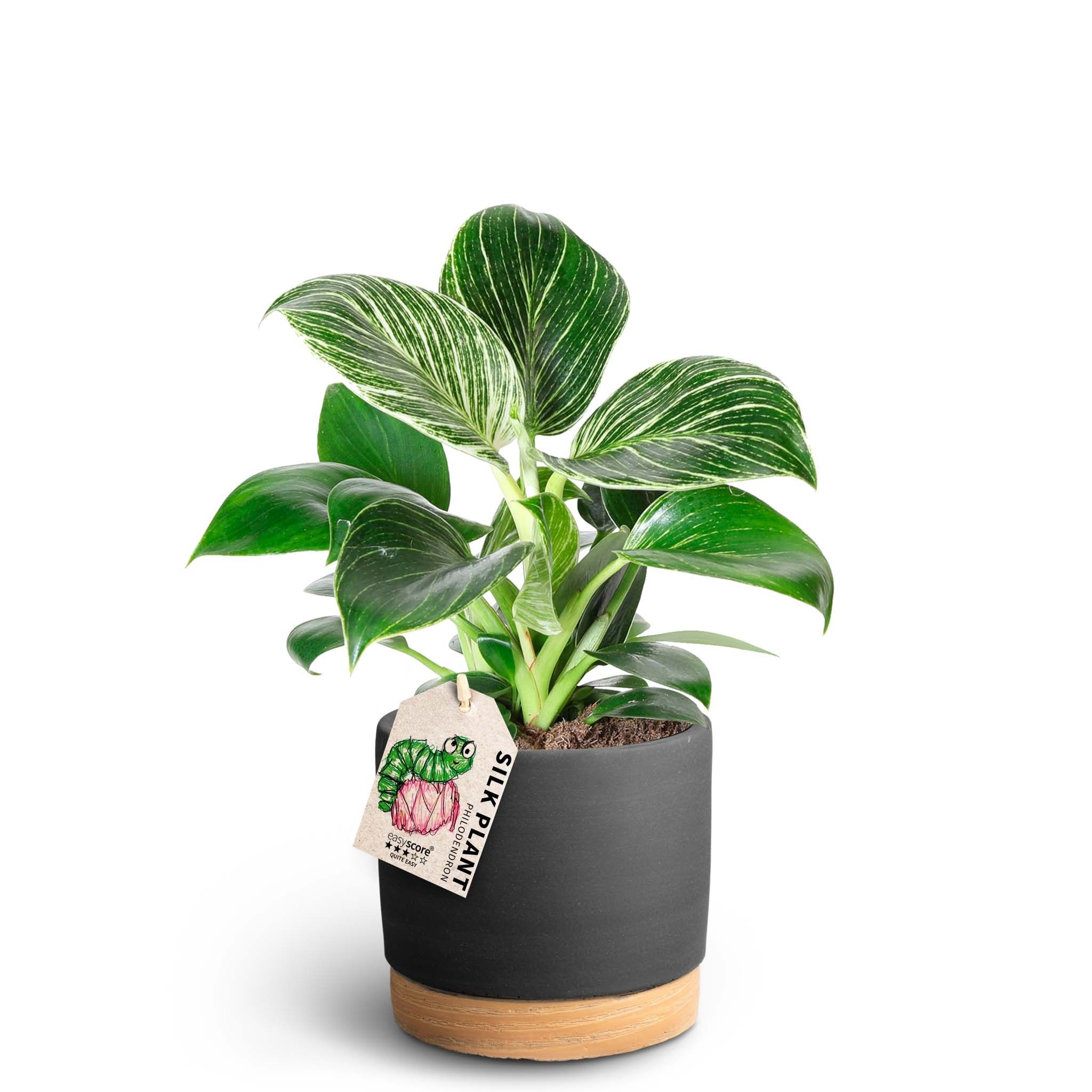 Woodbase Liquorice, Philodendron ´White measure´, D 12