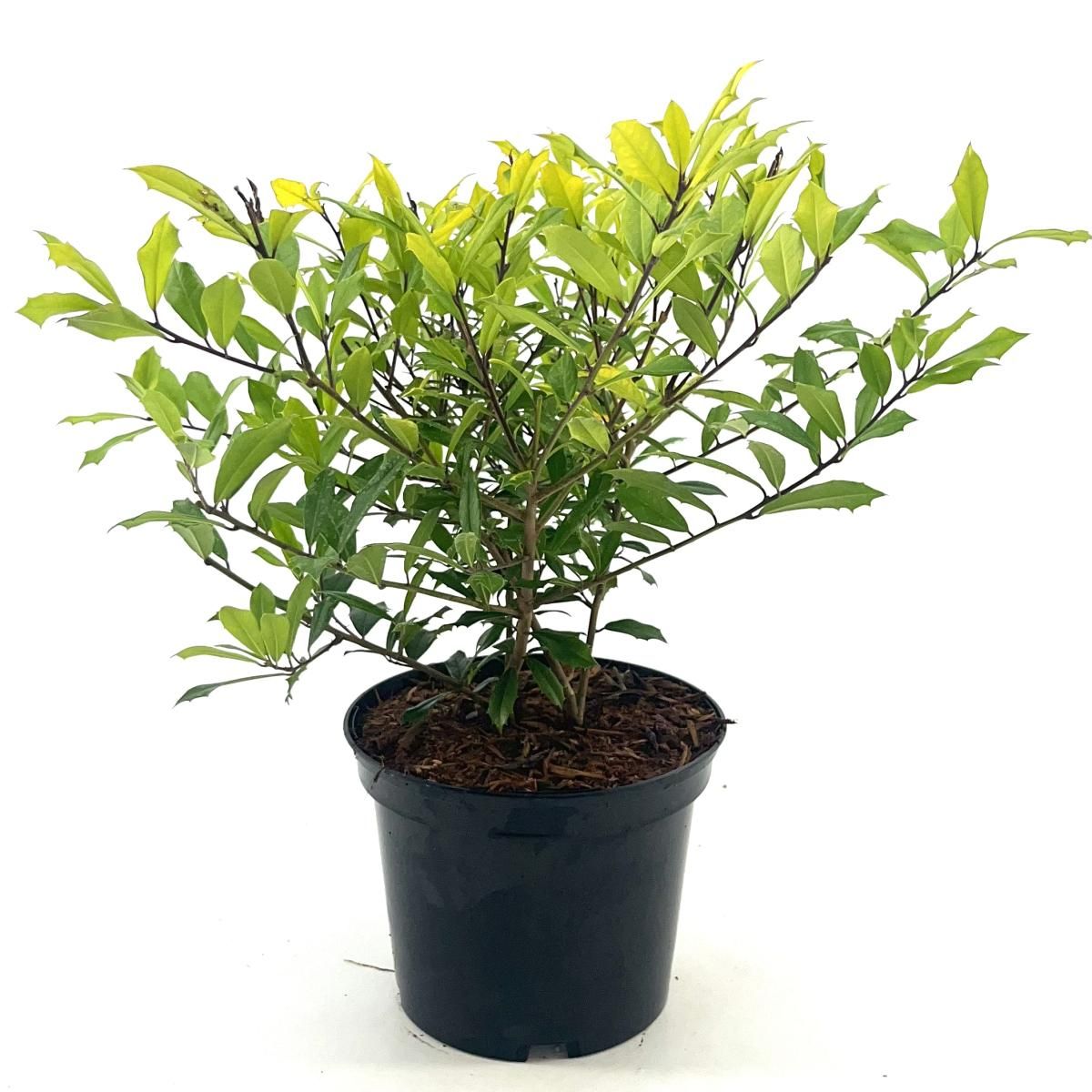 Ilex attenuata 'Sunny Foster', D 19