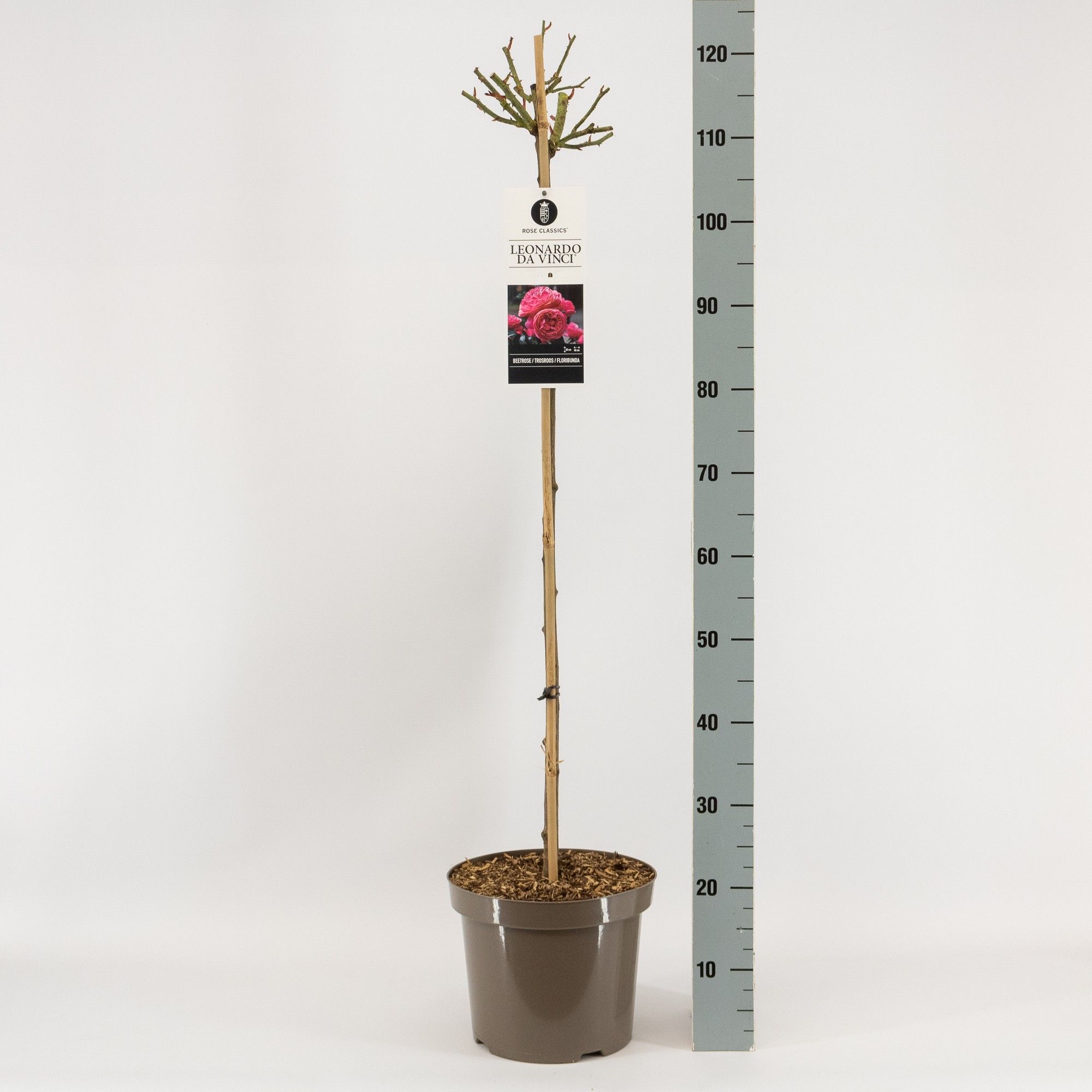 Rosa (F) Leonardo da Vinci ®, stam 90, C7.5, D 26