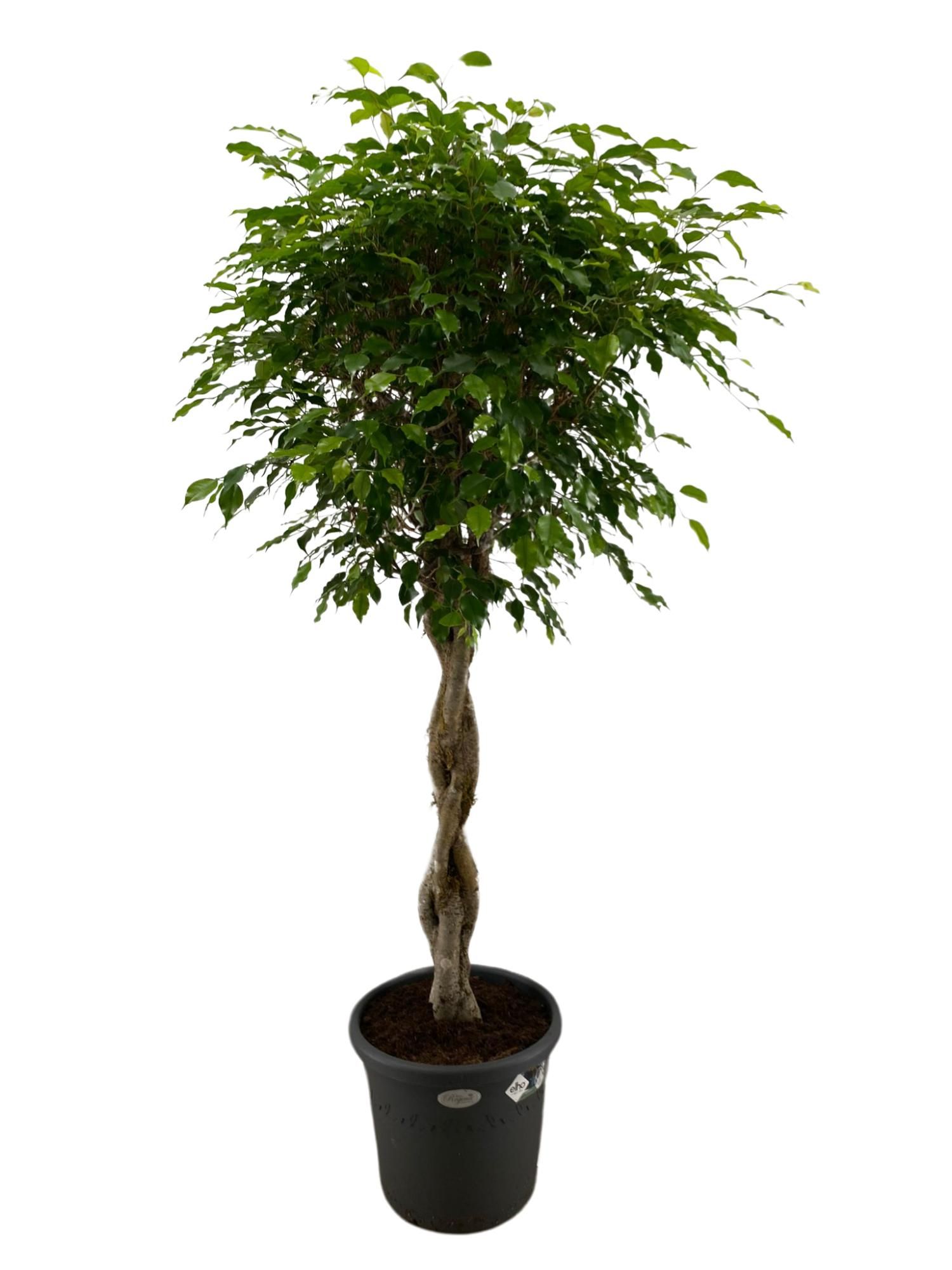 Ficus Benjamina Exotica gevlochten stam p40, D 40