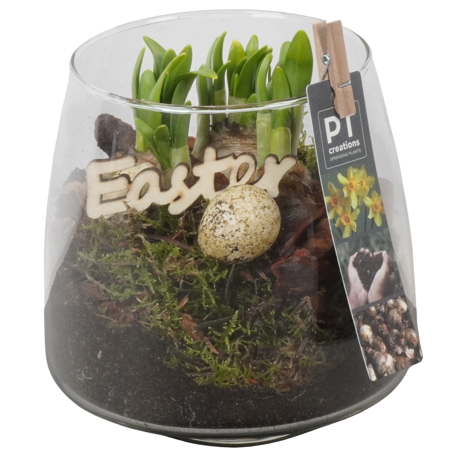 PTNP4515 Arrangement Narcissus Easter in glazen vaas, D 14