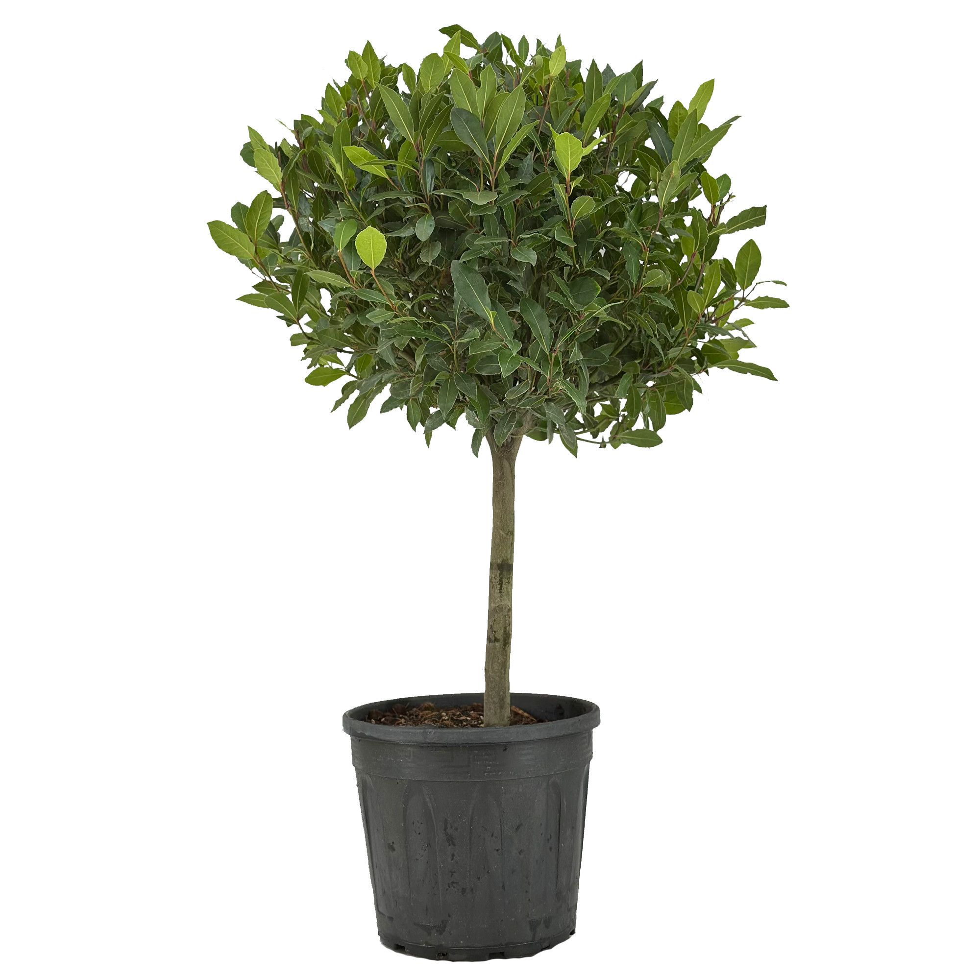 Laurus nobilis Bol op stam, D 30