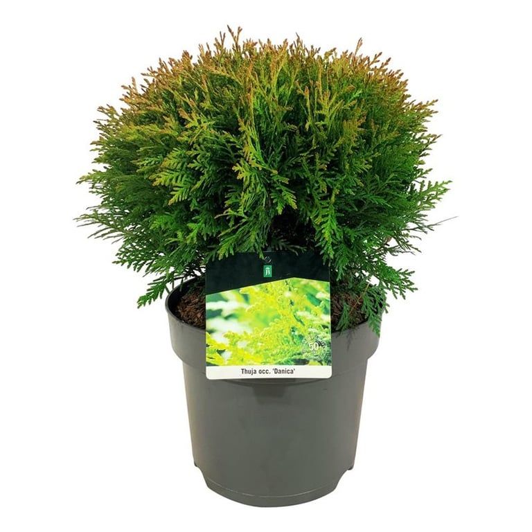 Thuja occ. 'Danica', D 24