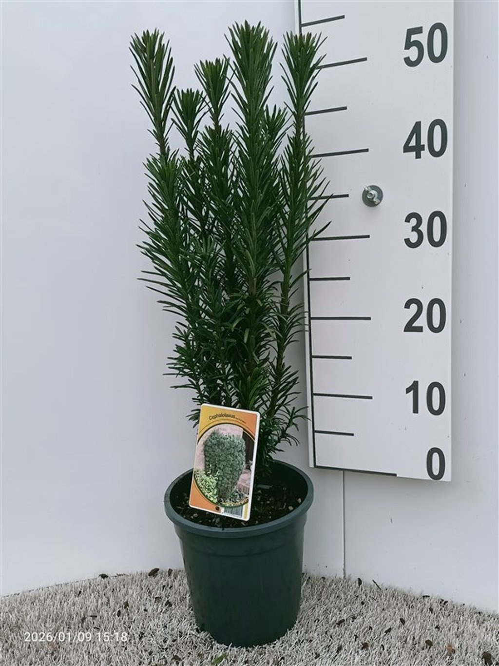Cephalotaxus ha. 'Fastigiata', D 19