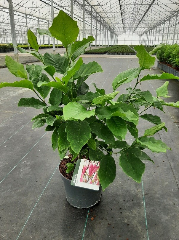 Magnolia susan, D 23